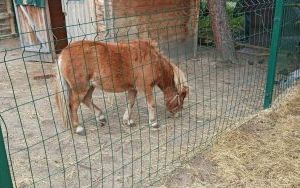 Wycieczka do Zagrody 3 Siostry w Kamieniu  (7)