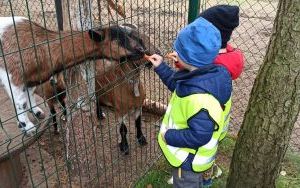 Wycieczka do Zagrody 3 Siostry w Kamieniu  (11)